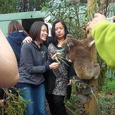 Fauna Australia Wildlife Retreat Lavers Hill Exterior photo