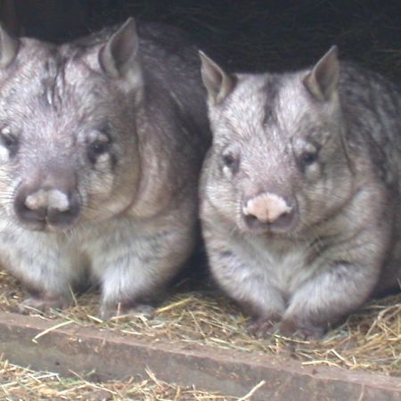 Fauna Australia Wildlife Retreat Lavers Hill Exterior photo