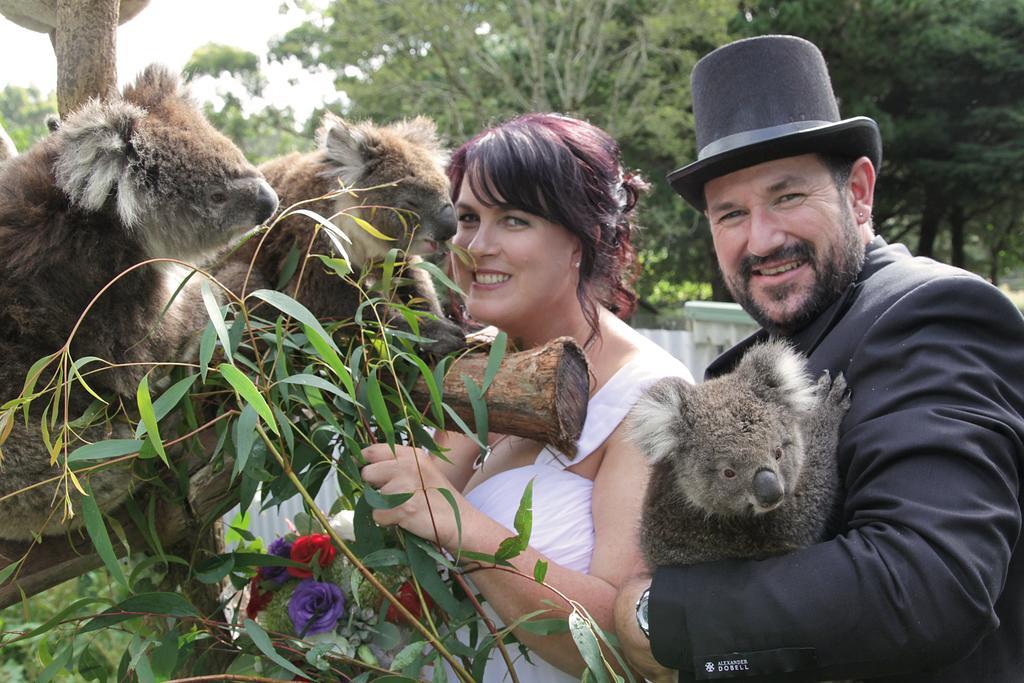 Fauna Australia Wildlife Retreat Lavers Hill Exterior photo