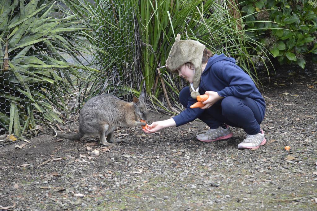 Fauna Australia Wildlife Retreat Lavers Hill Exterior photo