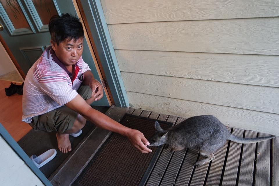 Fauna Australia Wildlife Retreat Lavers Hill Exterior photo