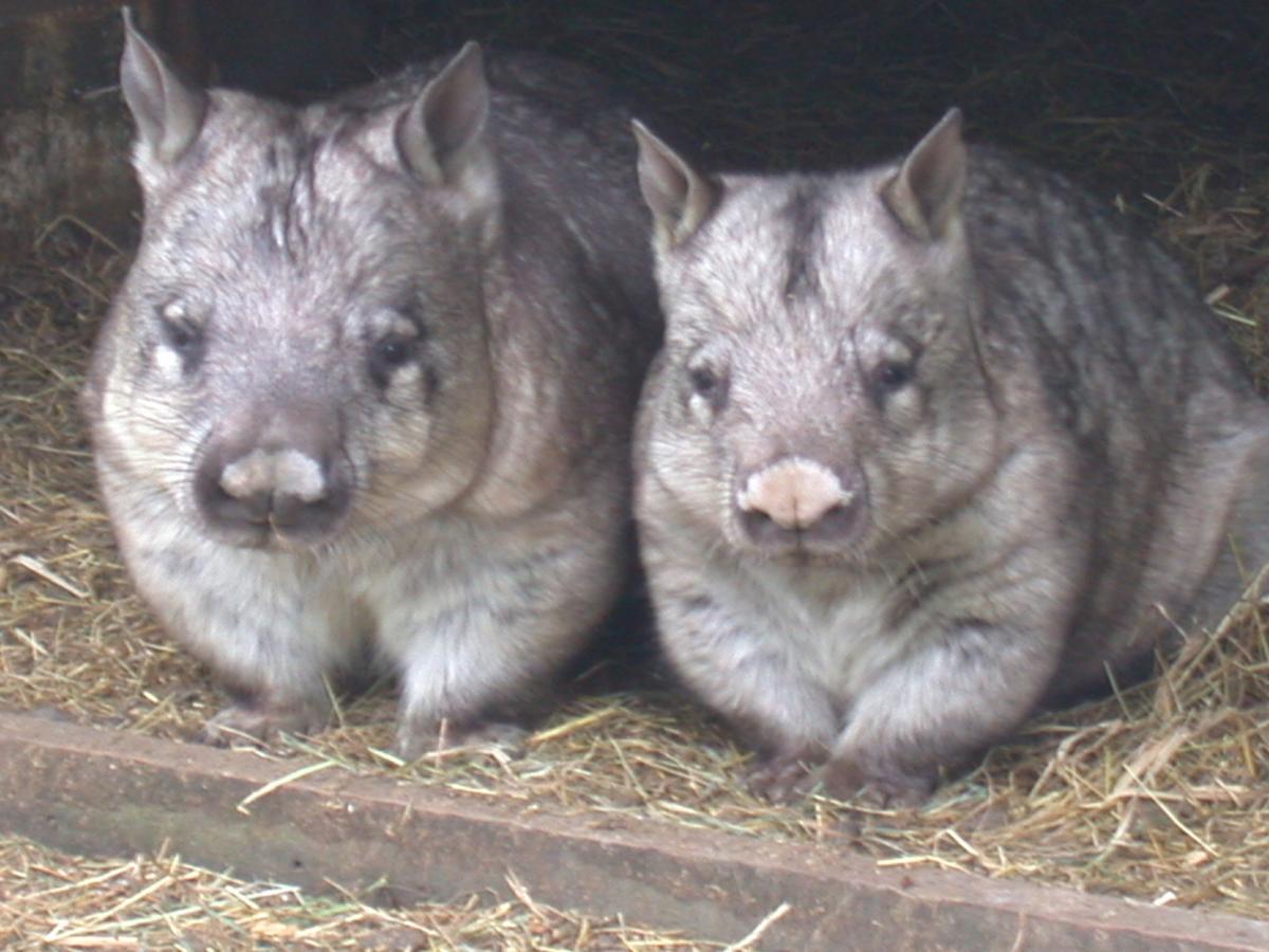Fauna Australia Wildlife Retreat Lavers Hill Exterior photo