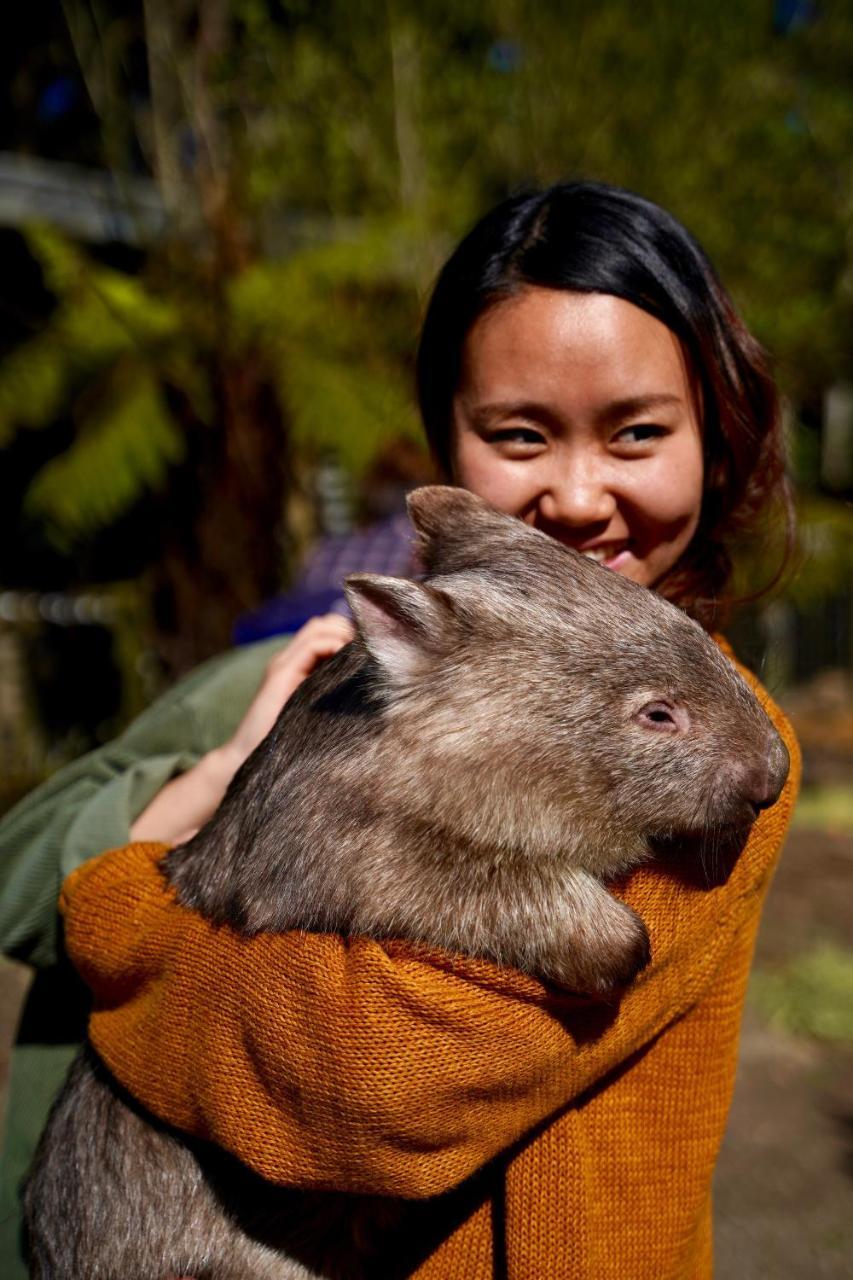 Fauna Australia Wildlife Retreat Lavers Hill Exterior photo